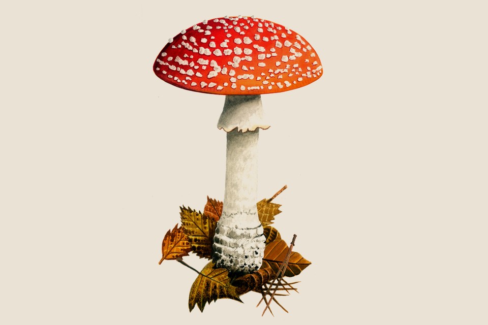 Detail Pic Of Mushroom Nomer 18