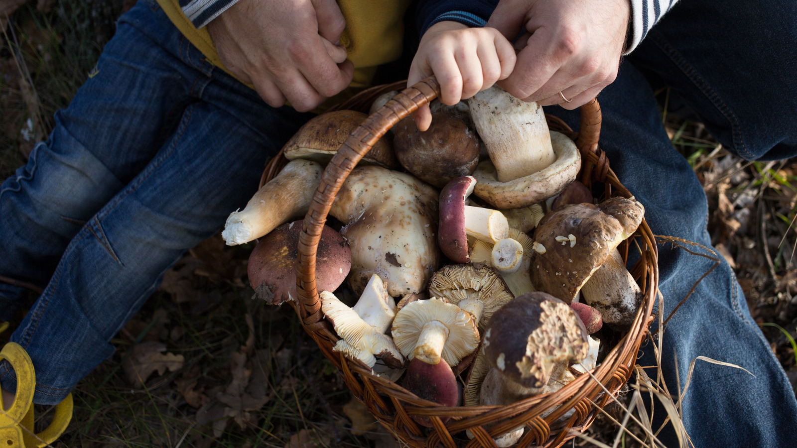 Detail Pic Of Mushroom Nomer 20
