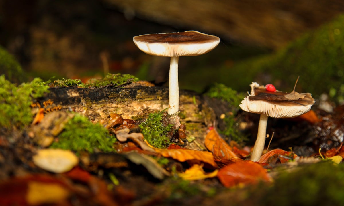 Detail Pic Of Mushroom Nomer 22