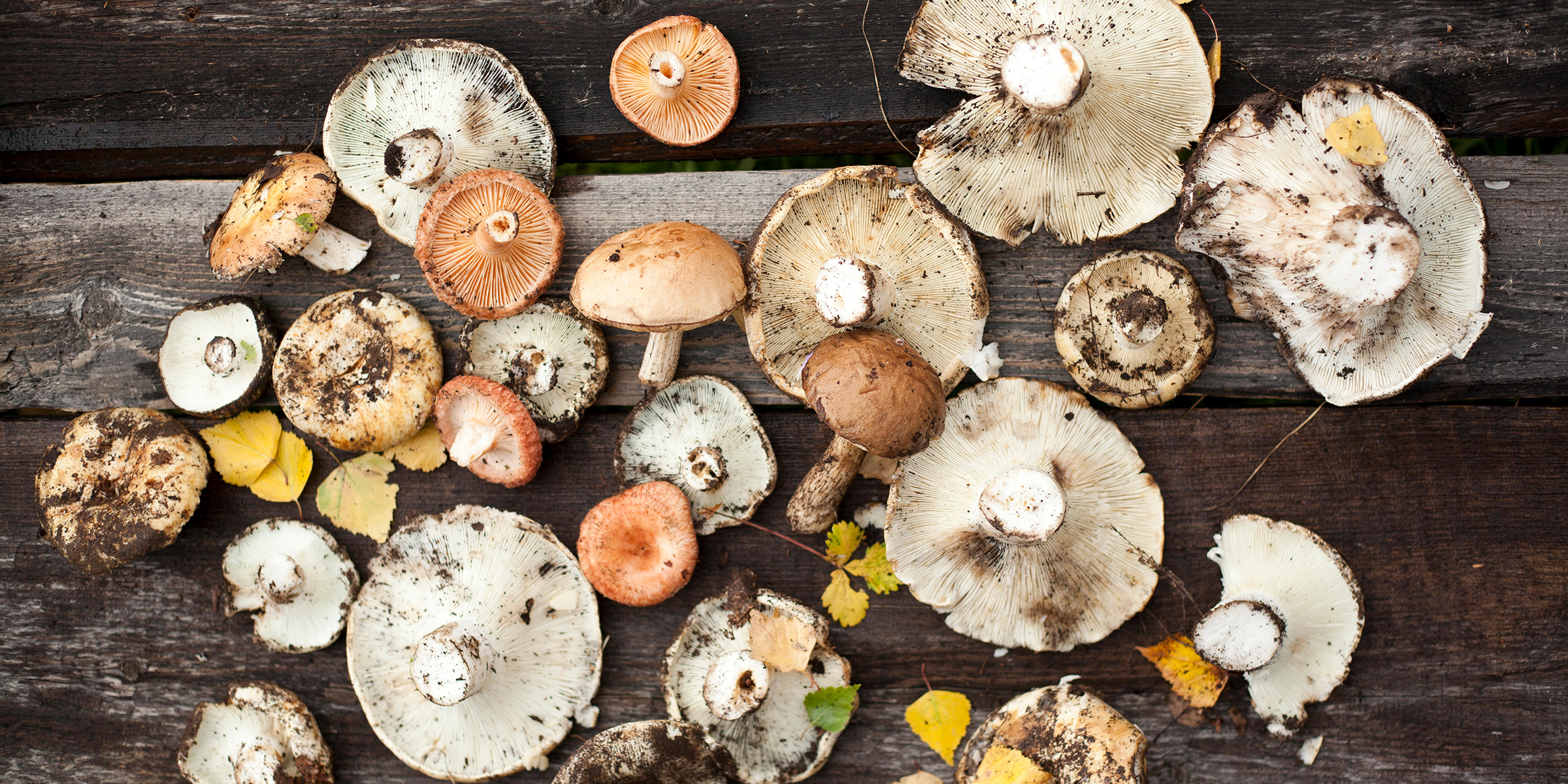 Detail Pic Of Mushroom Nomer 23