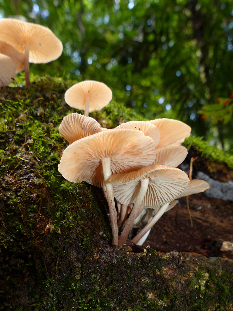 Detail Pic Of Mushroom Nomer 25