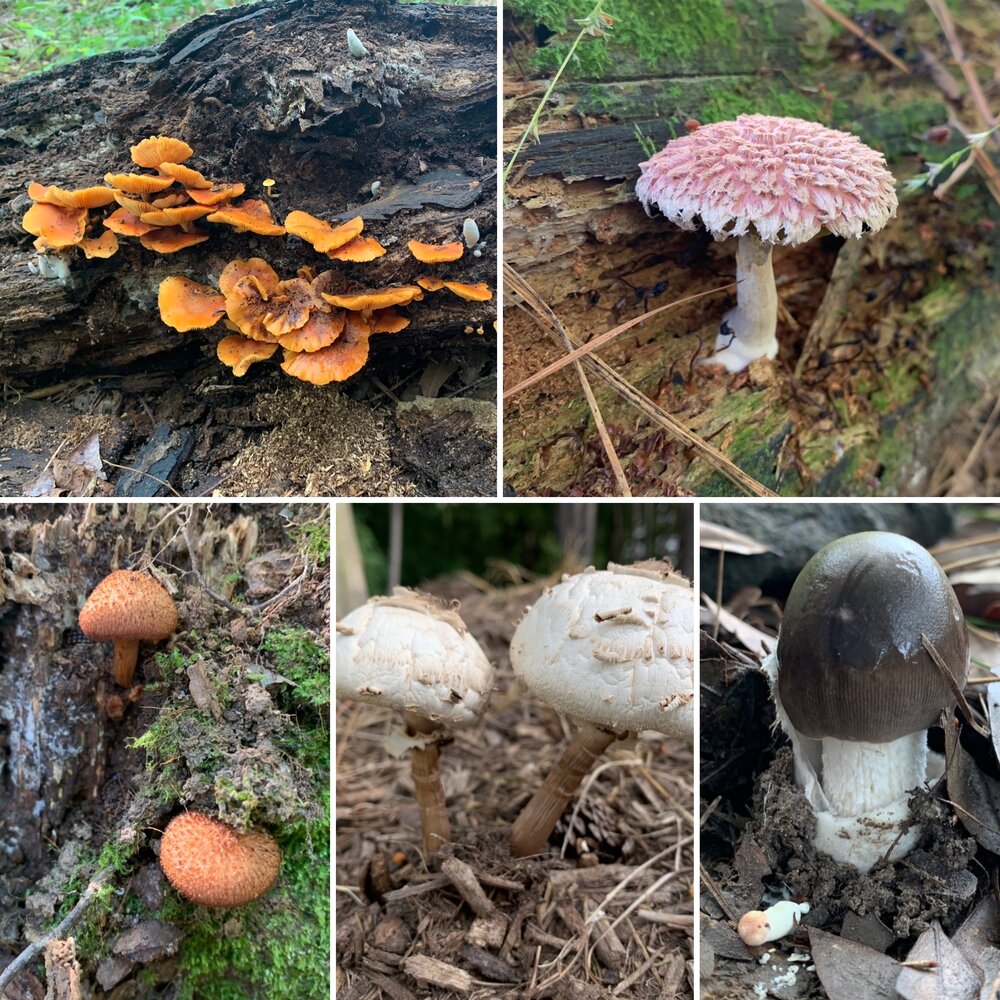 Detail Pic Of Mushroom Nomer 27