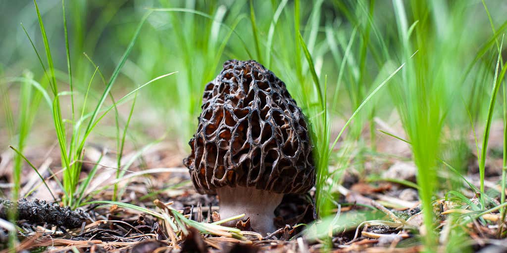 Detail Pic Of Mushroom Nomer 28