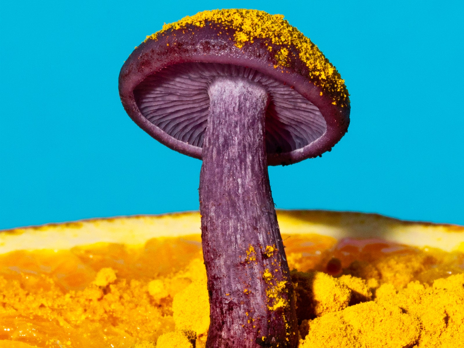 Detail Pic Of Mushroom Nomer 29