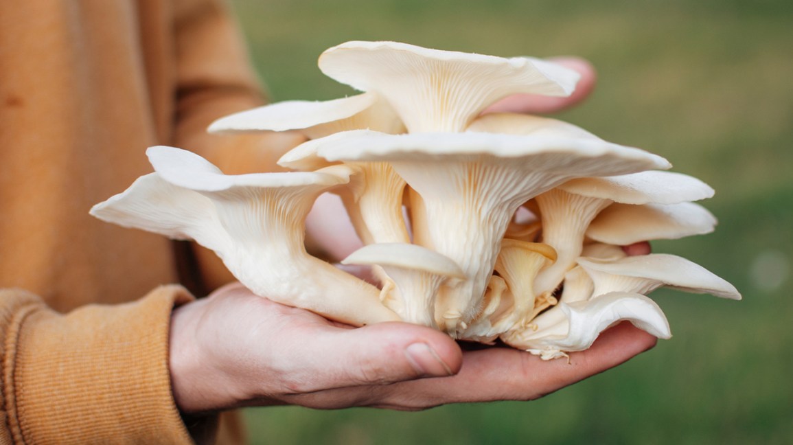 Detail Pic Of Mushroom Nomer 4