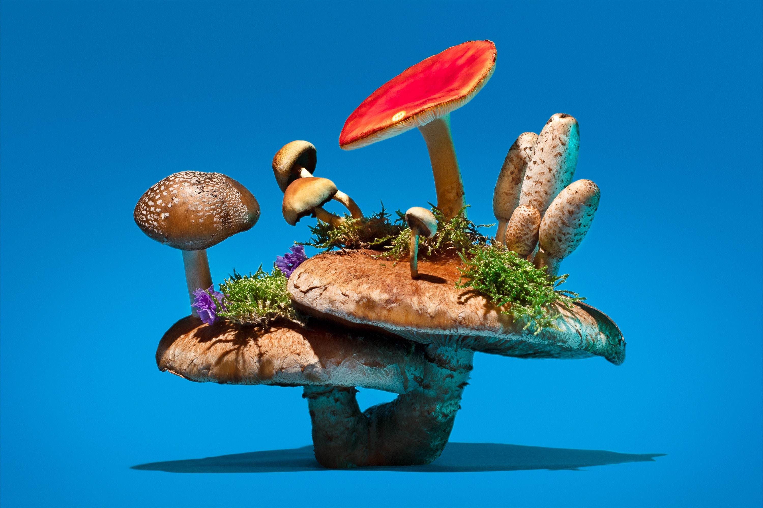 Detail Pic Of Mushroom Nomer 30