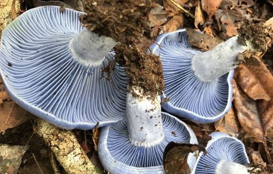 Detail Pic Of Mushroom Nomer 31