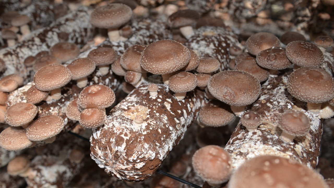 Detail Pic Of Mushroom Nomer 32