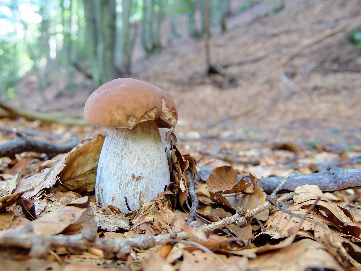 Detail Pic Of Mushroom Nomer 33