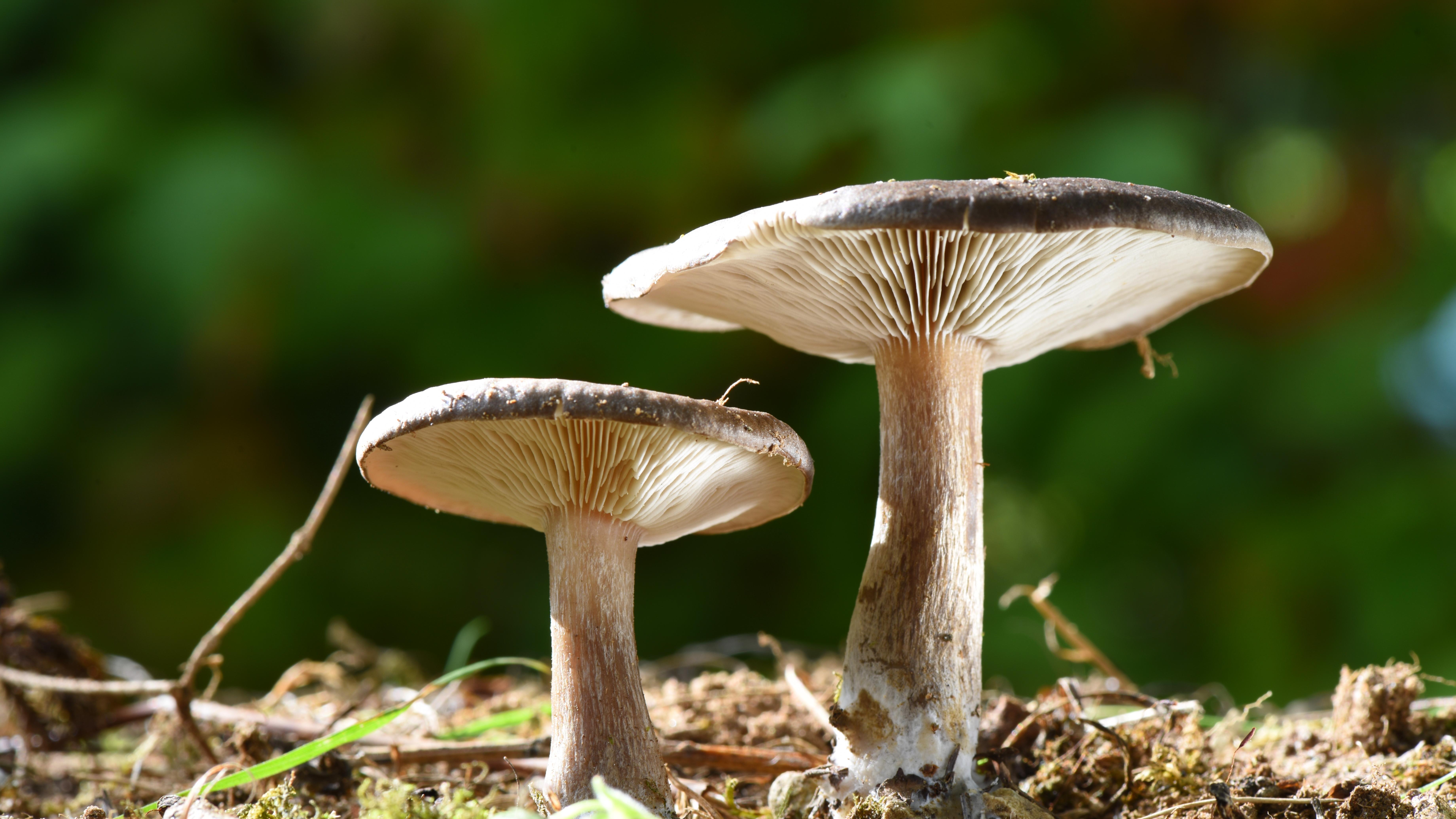 Detail Pic Of Mushroom Nomer 35