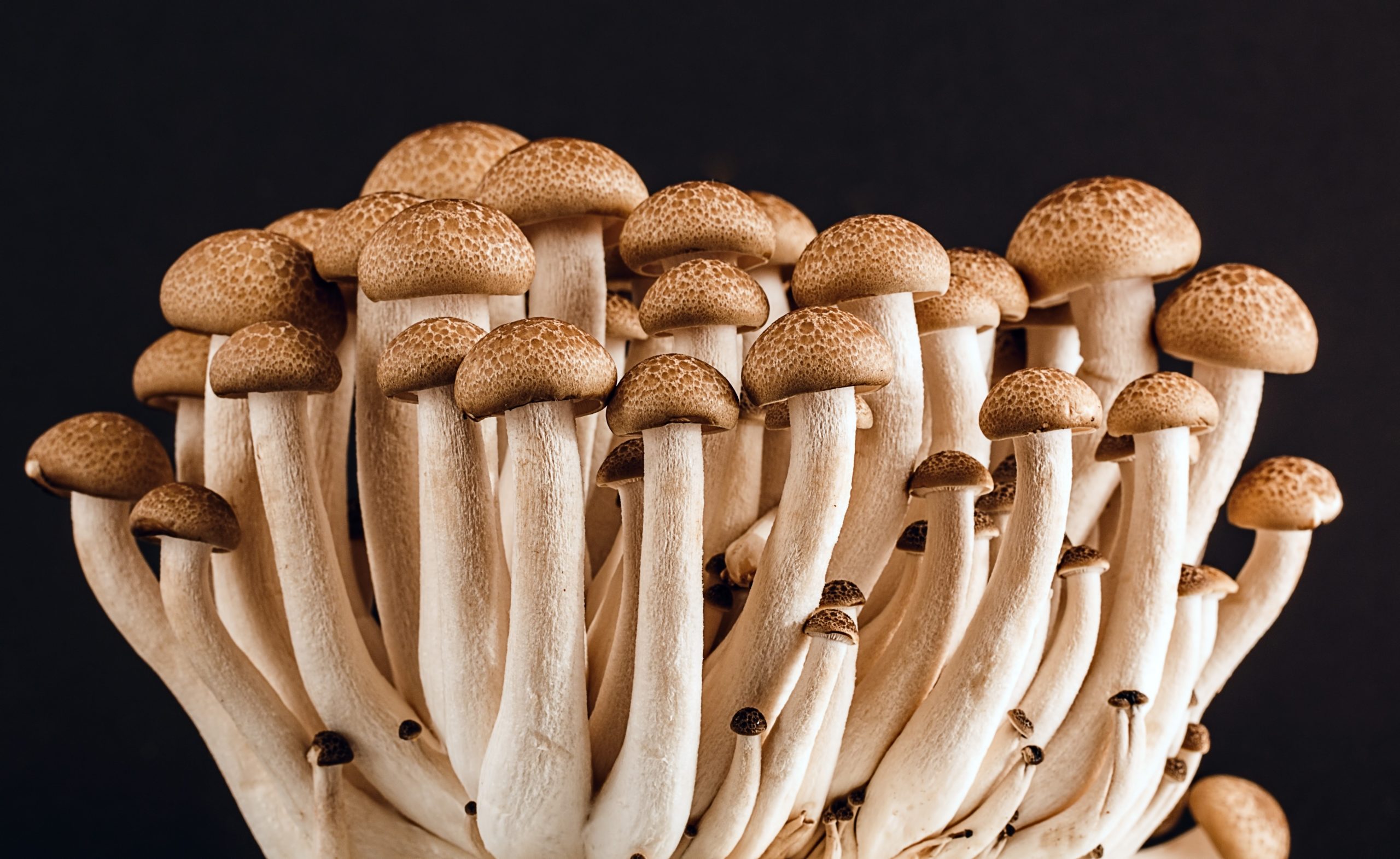 Detail Pic Of Mushroom Nomer 36