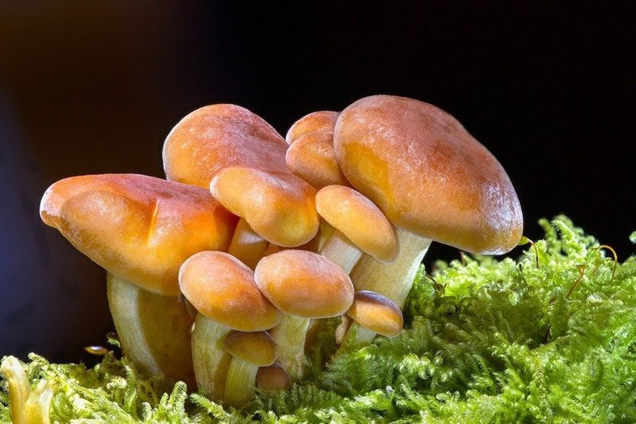 Detail Pic Of Mushroom Nomer 38