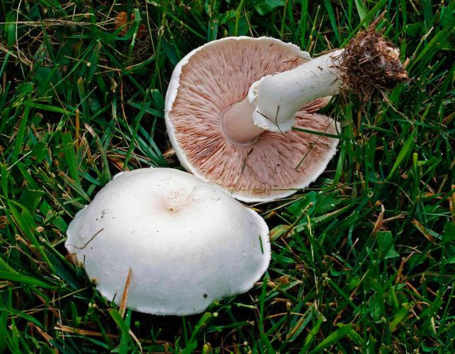 Detail Pic Of Mushroom Nomer 40