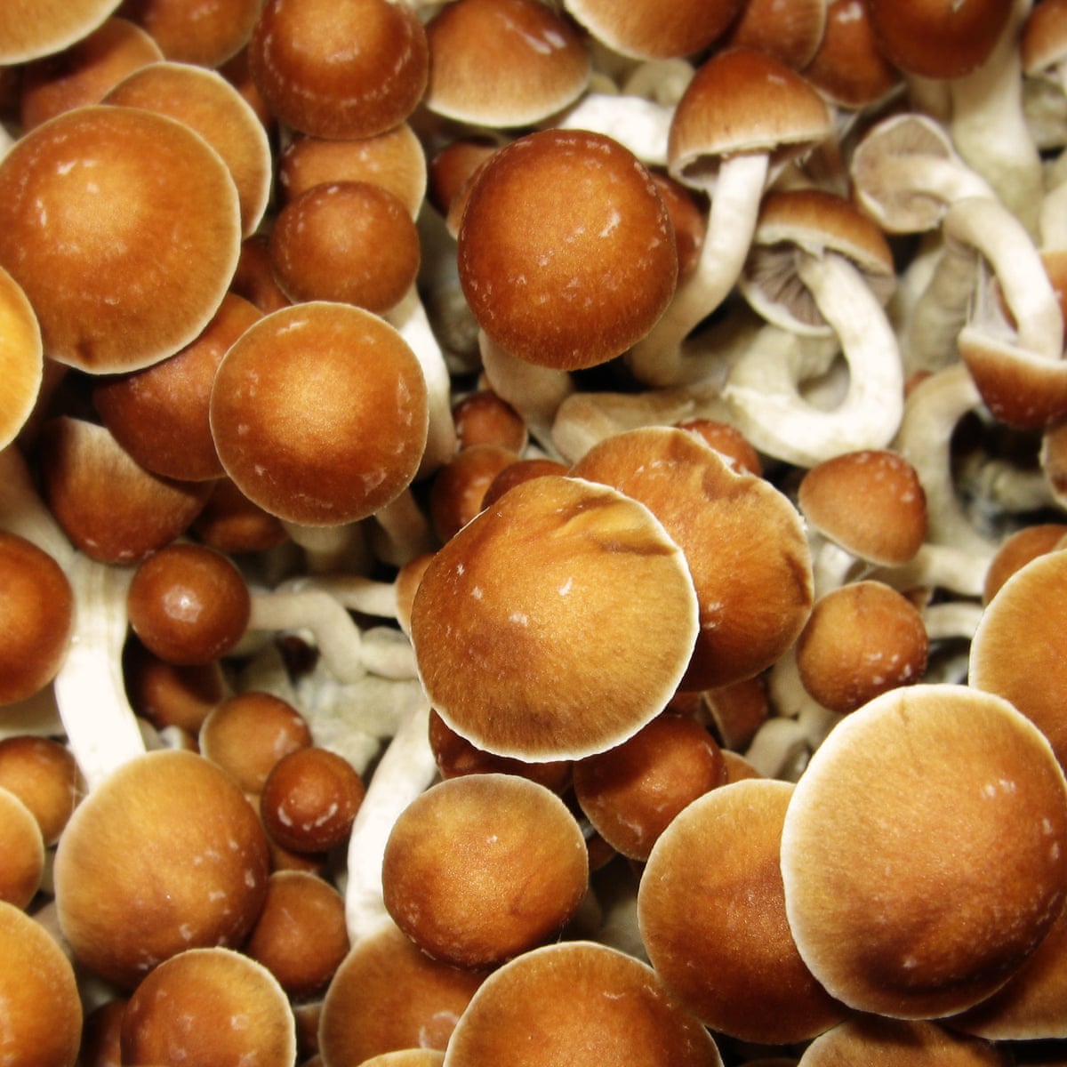 Detail Pic Of Mushroom Nomer 42