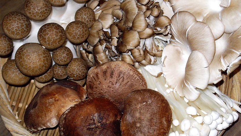 Detail Pic Of Mushroom Nomer 43