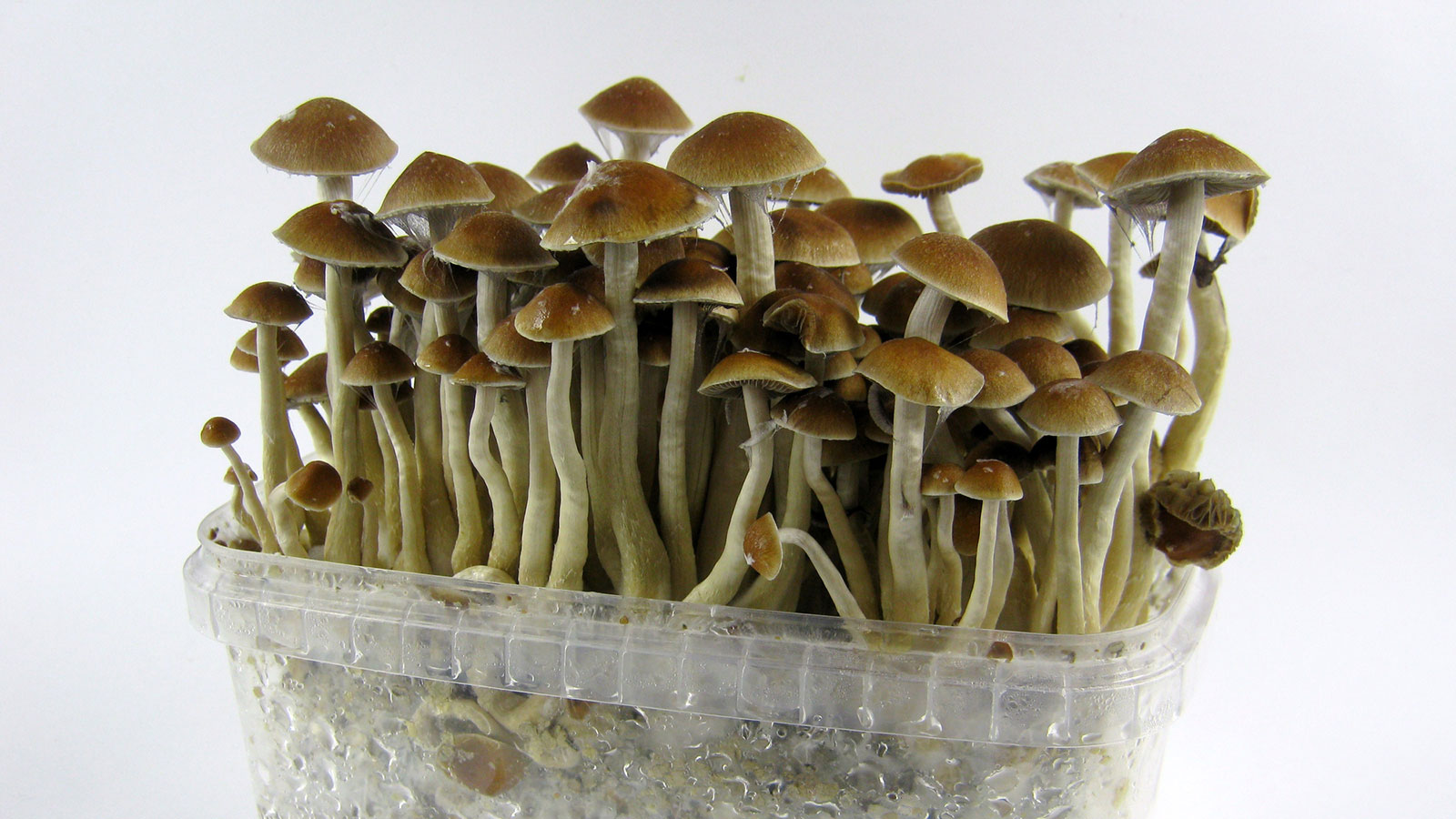 Detail Pic Of Mushroom Nomer 44
