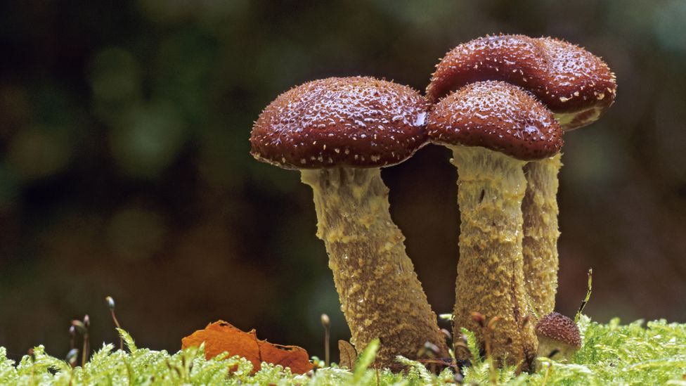 Detail Pic Of Mushroom Nomer 45