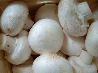 Detail Pic Of Mushroom Nomer 46