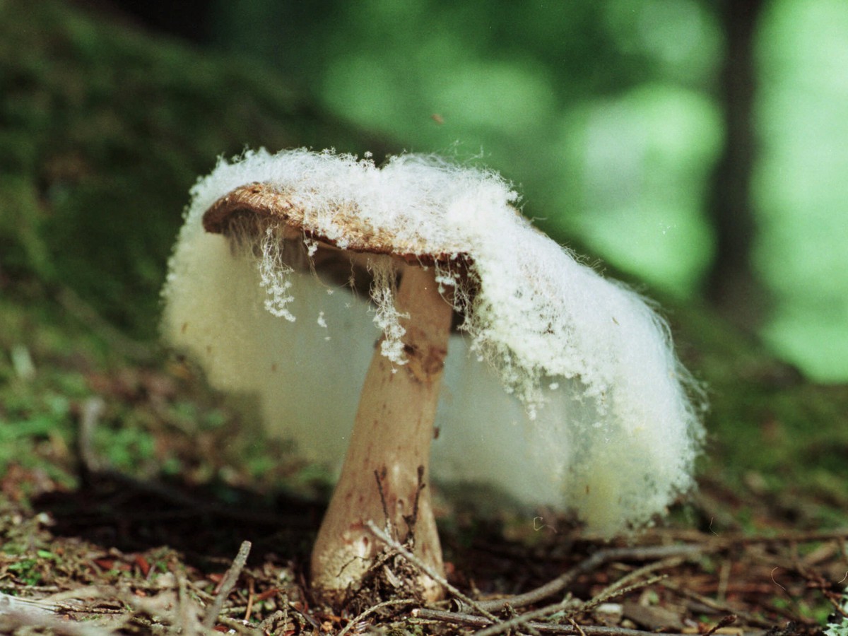 Detail Pic Of Mushroom Nomer 47