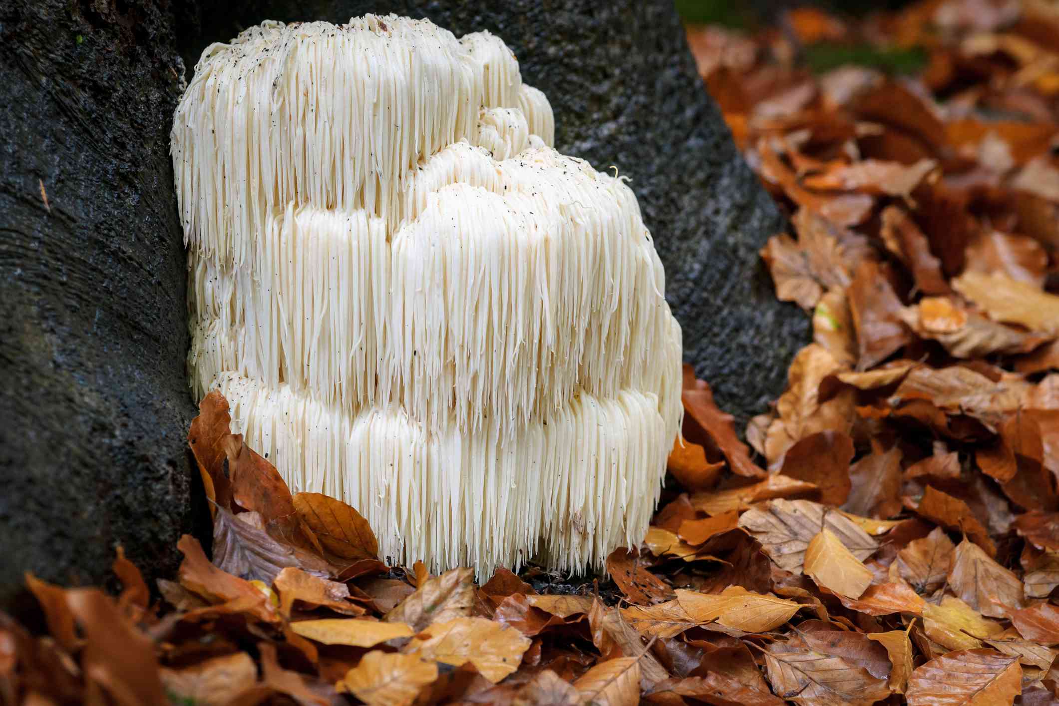 Detail Pic Of Mushroom Nomer 48