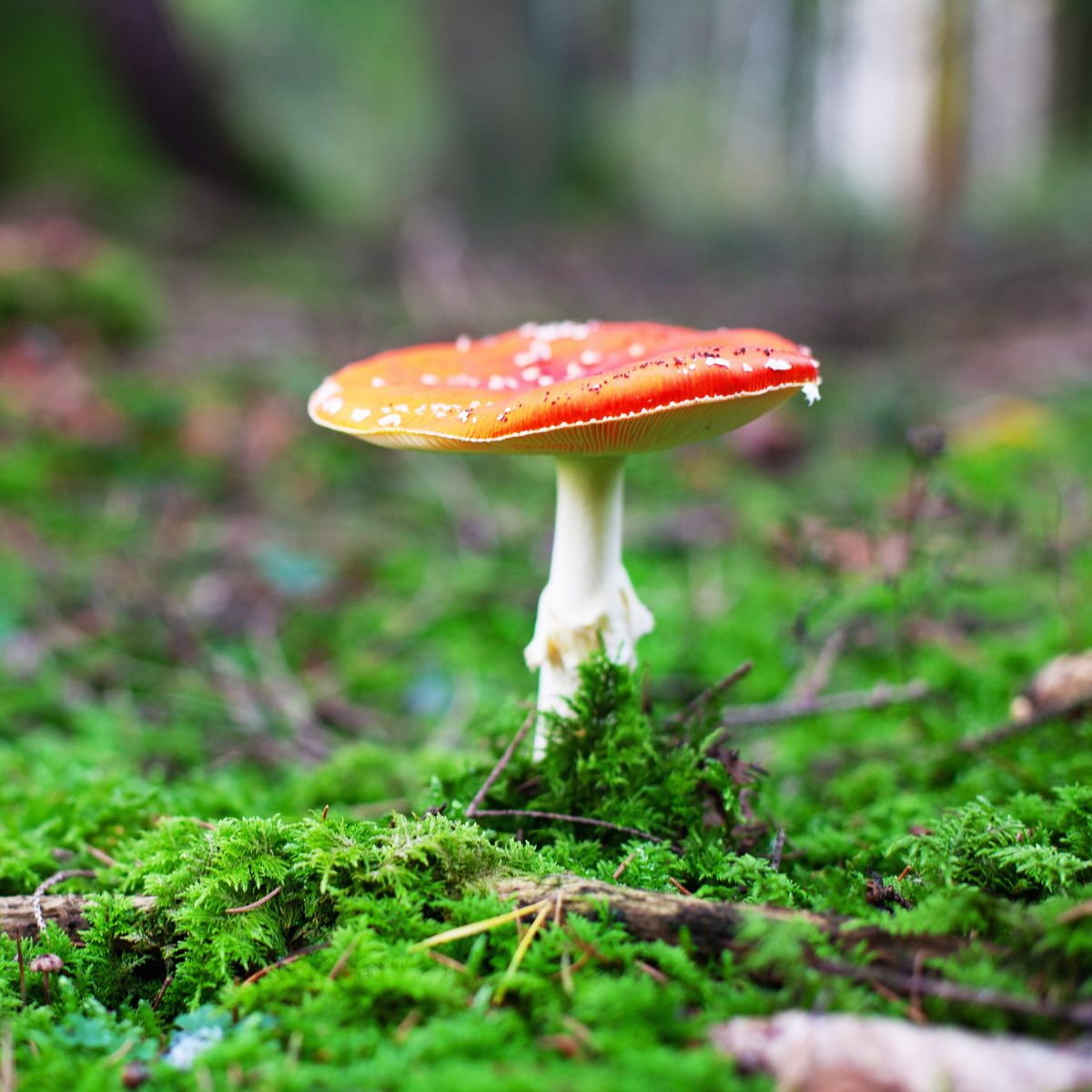 Detail Pic Of Mushroom Nomer 6