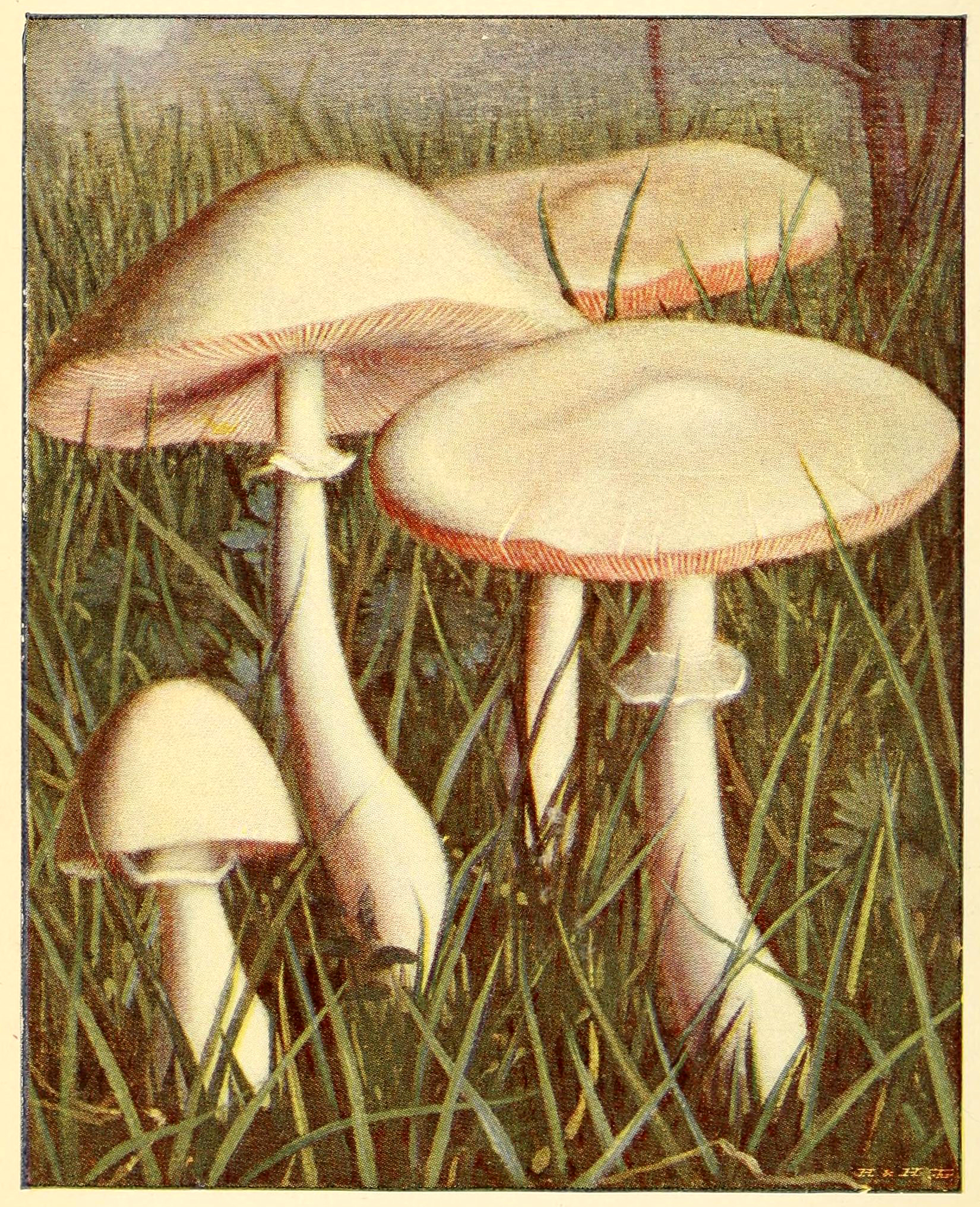 Detail Pic Of Mushroom Nomer 50