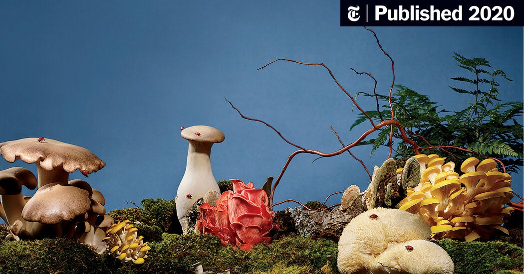 Detail Pic Of Mushroom Nomer 51