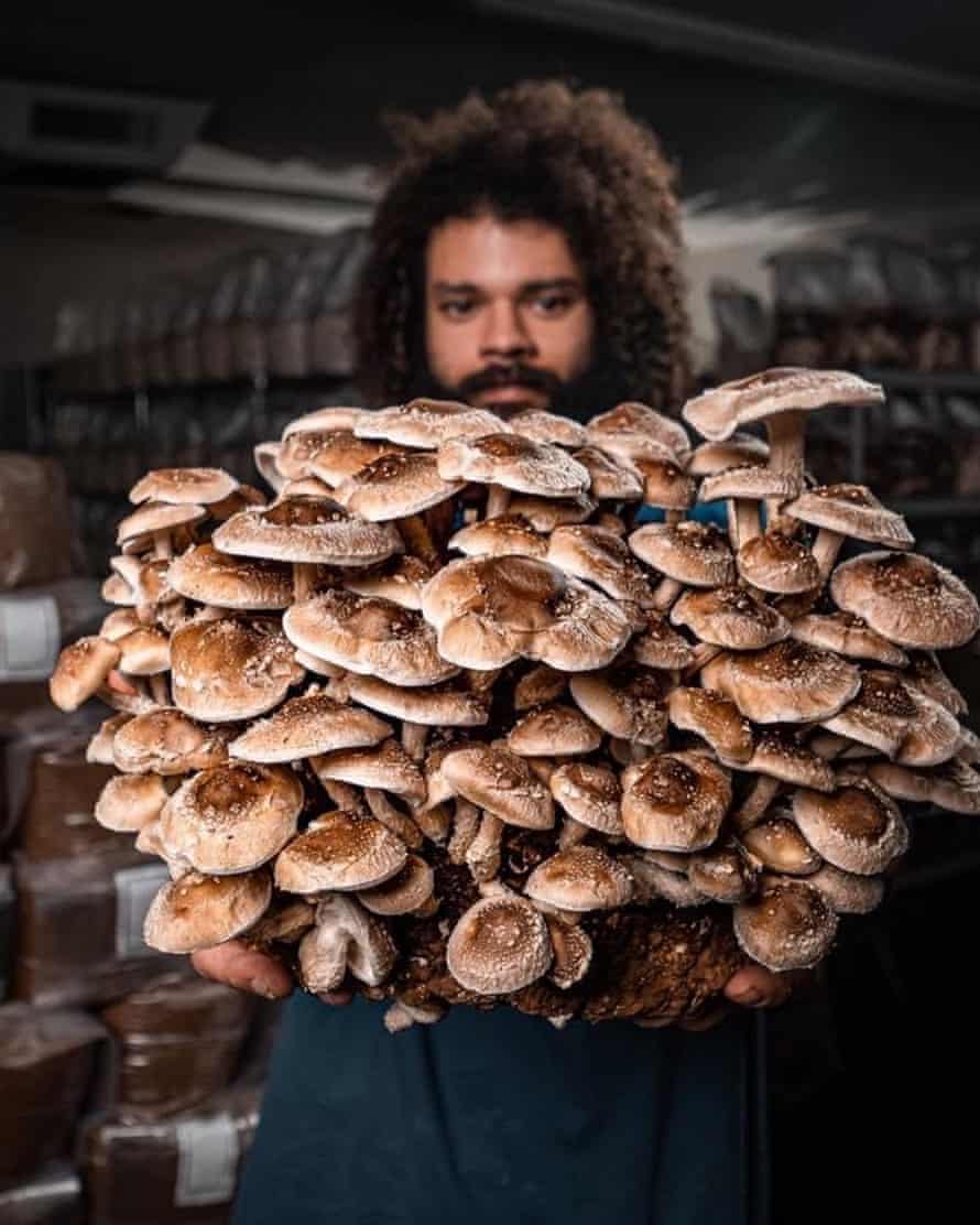 Detail Pic Of Mushroom Nomer 52