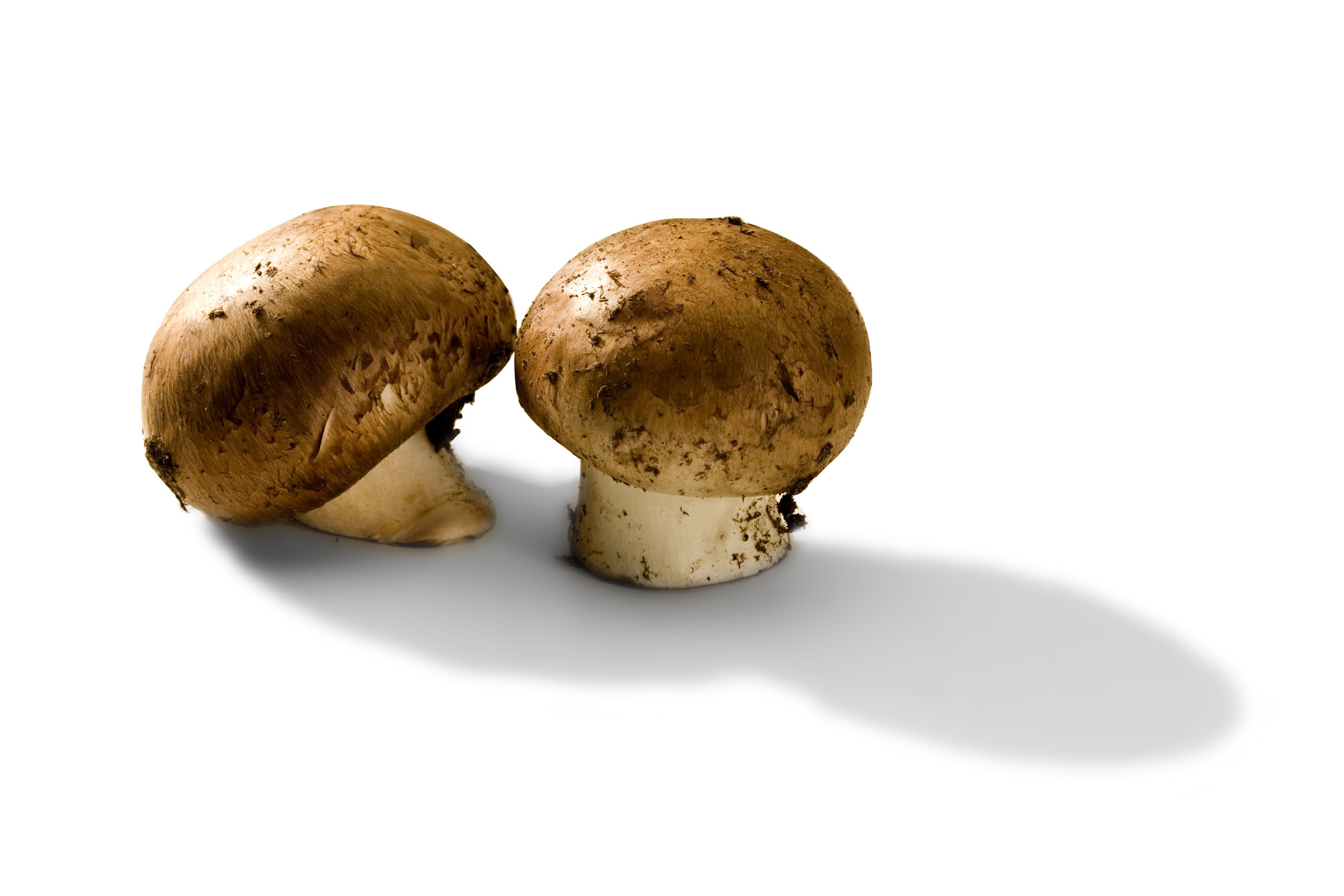 Detail Pic Of Mushroom Nomer 53
