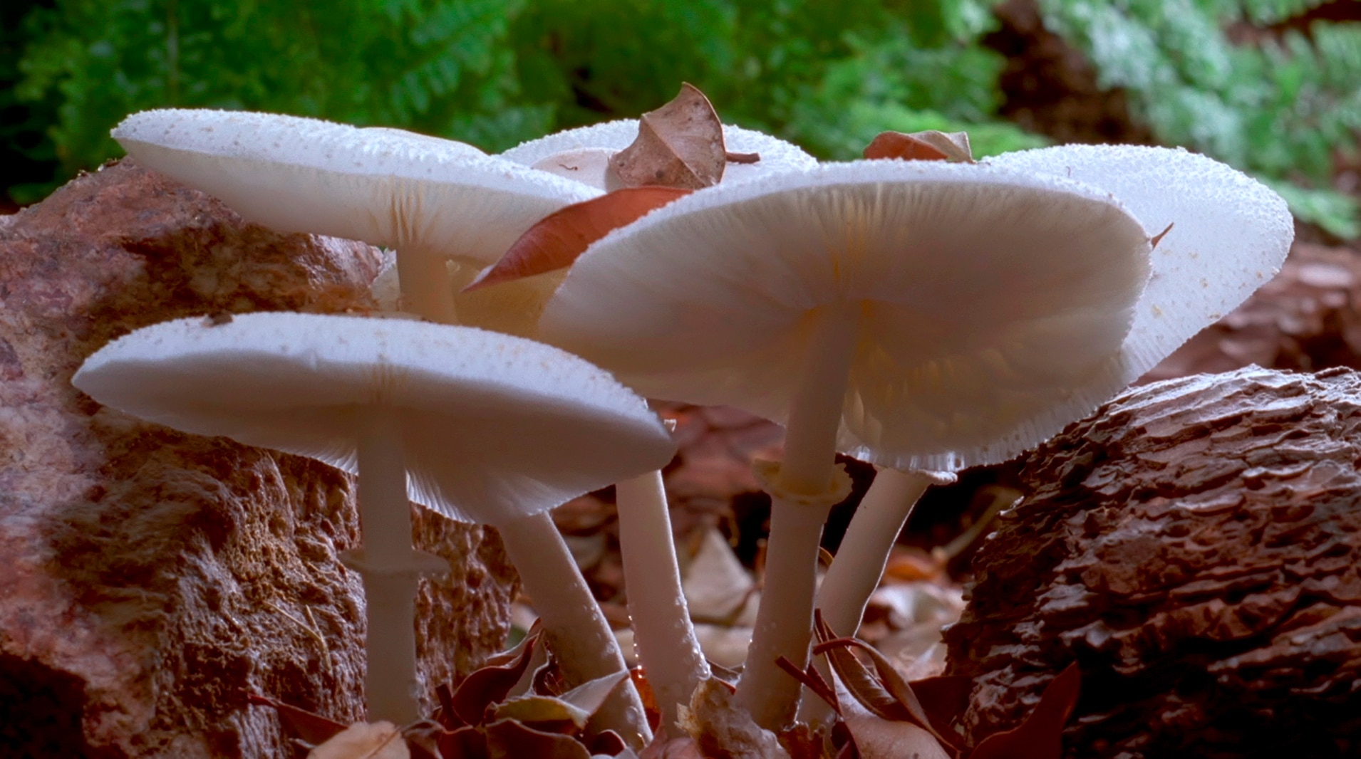 Detail Pic Of Mushroom Nomer 55