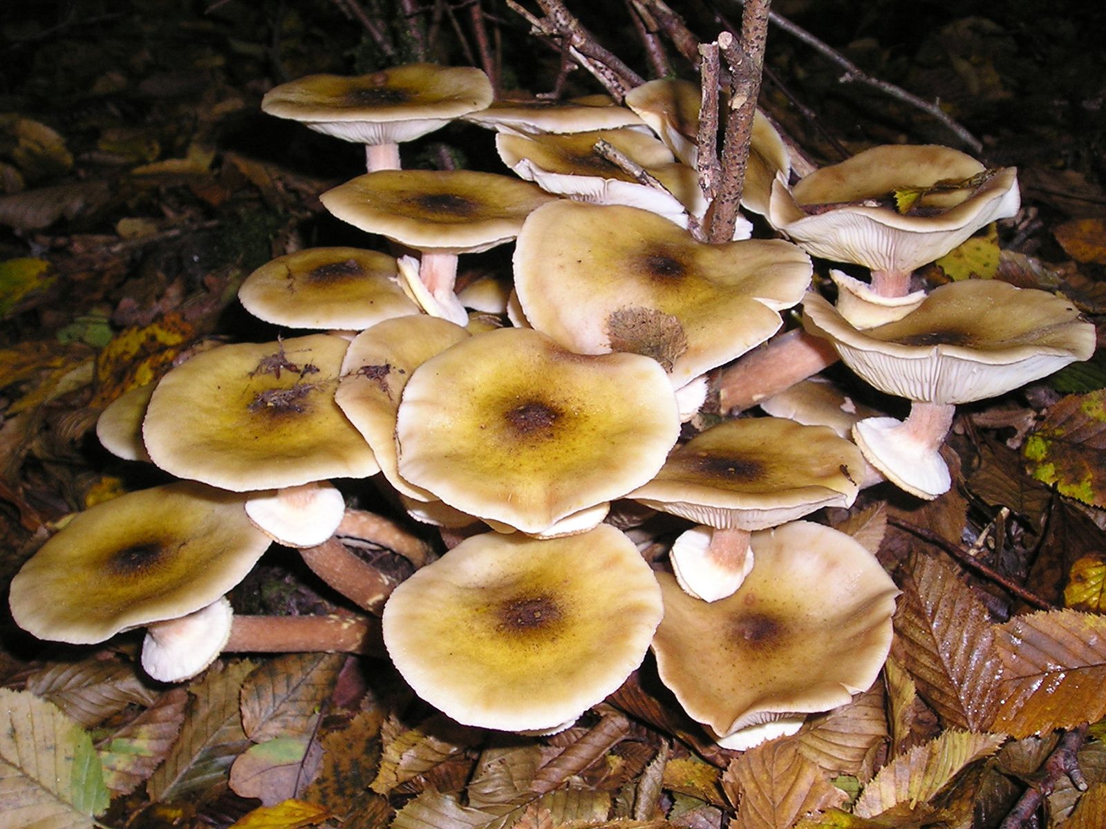 Detail Pic Of Mushroom Nomer 56