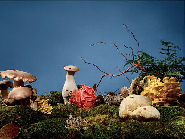 Detail Pic Of Mushroom Nomer 58