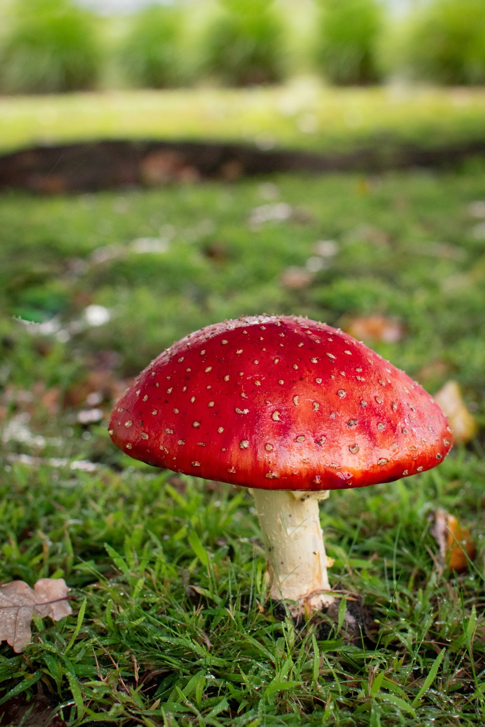 Detail Pic Of Mushroom Nomer 7
