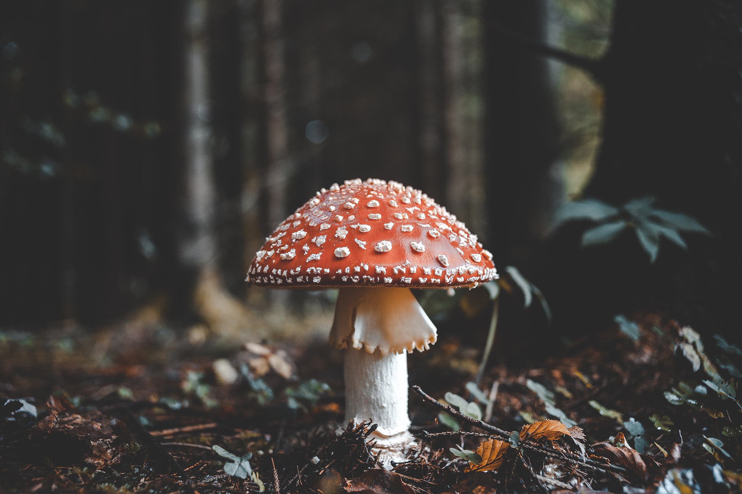 Detail Pic Of Mushroom Nomer 8