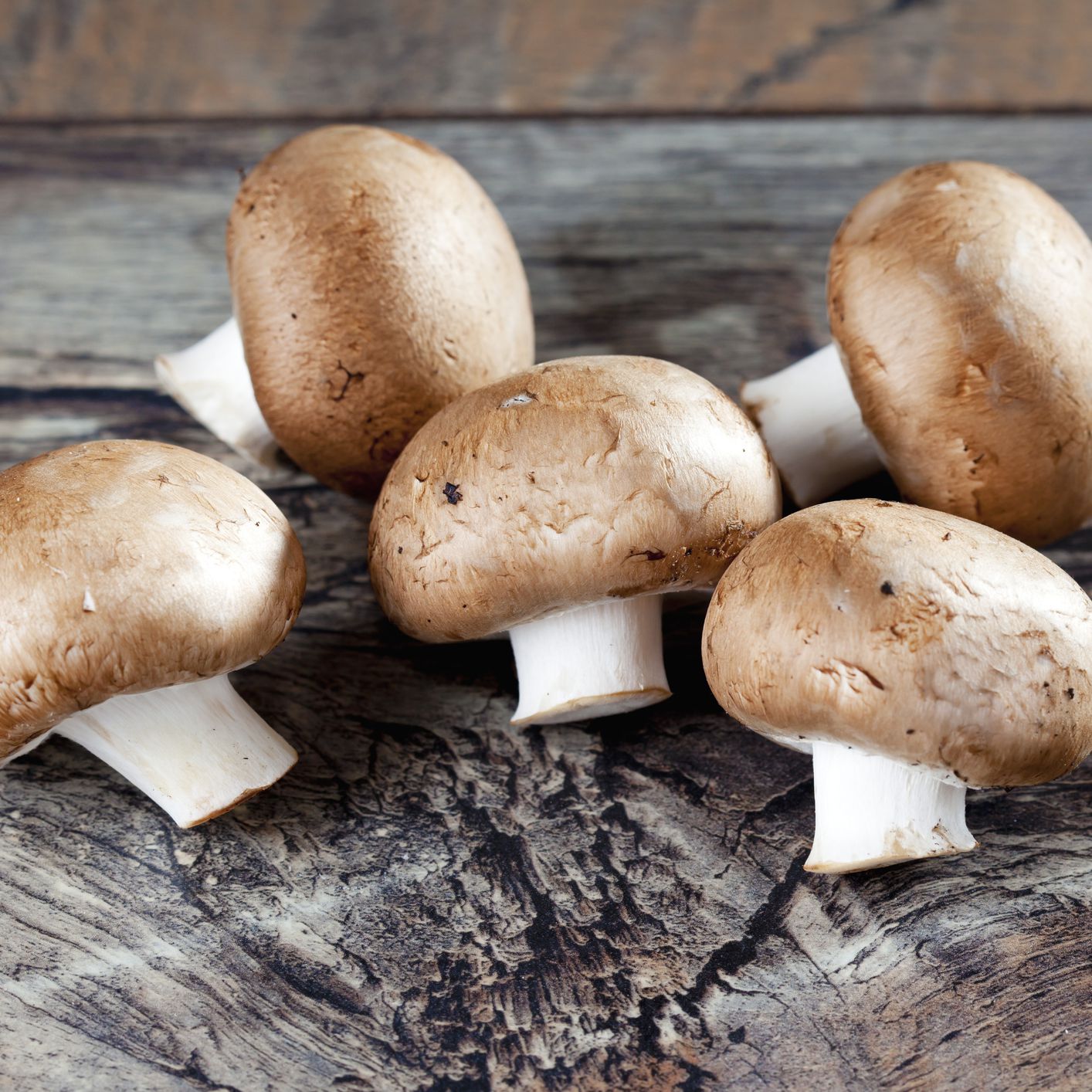 Detail Pic Of Mushroom Nomer 9