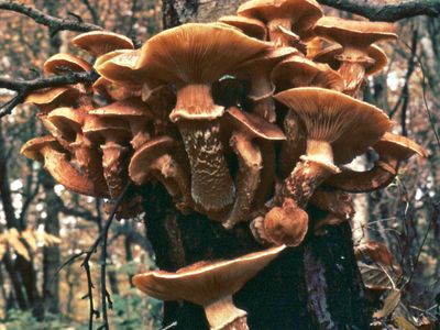 Detail Pic Of Mushroom Nomer 10