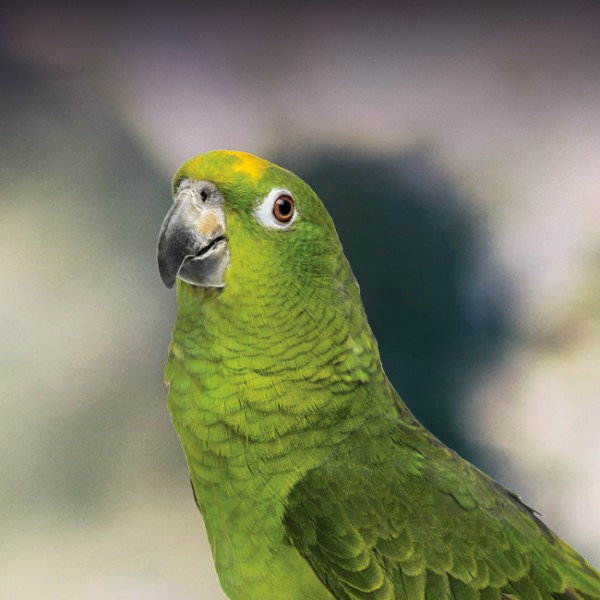 Detail Pic Of Parrot Nomer 13