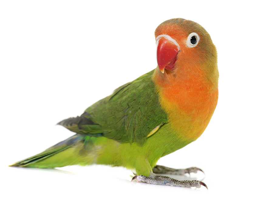 Detail Pic Of Parrot Nomer 16