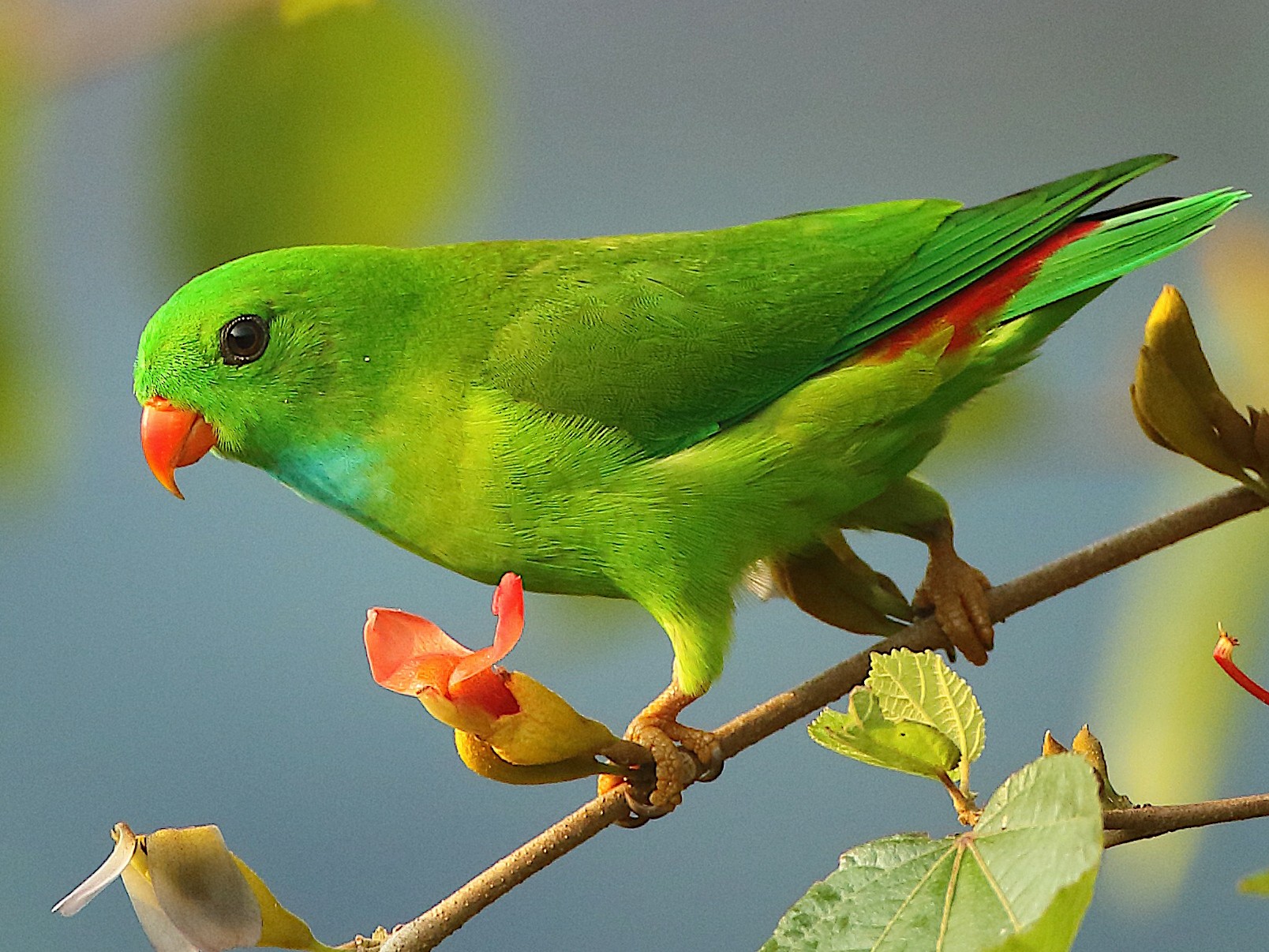 Detail Pic Of Parrot Nomer 19