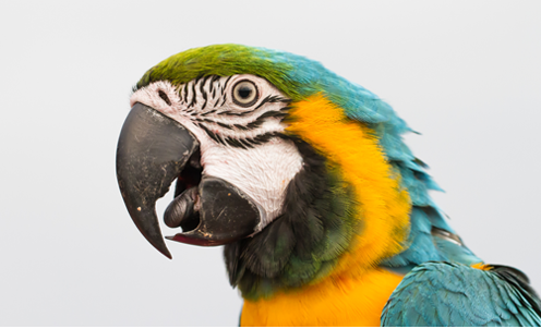 Detail Pic Of Parrot Nomer 21
