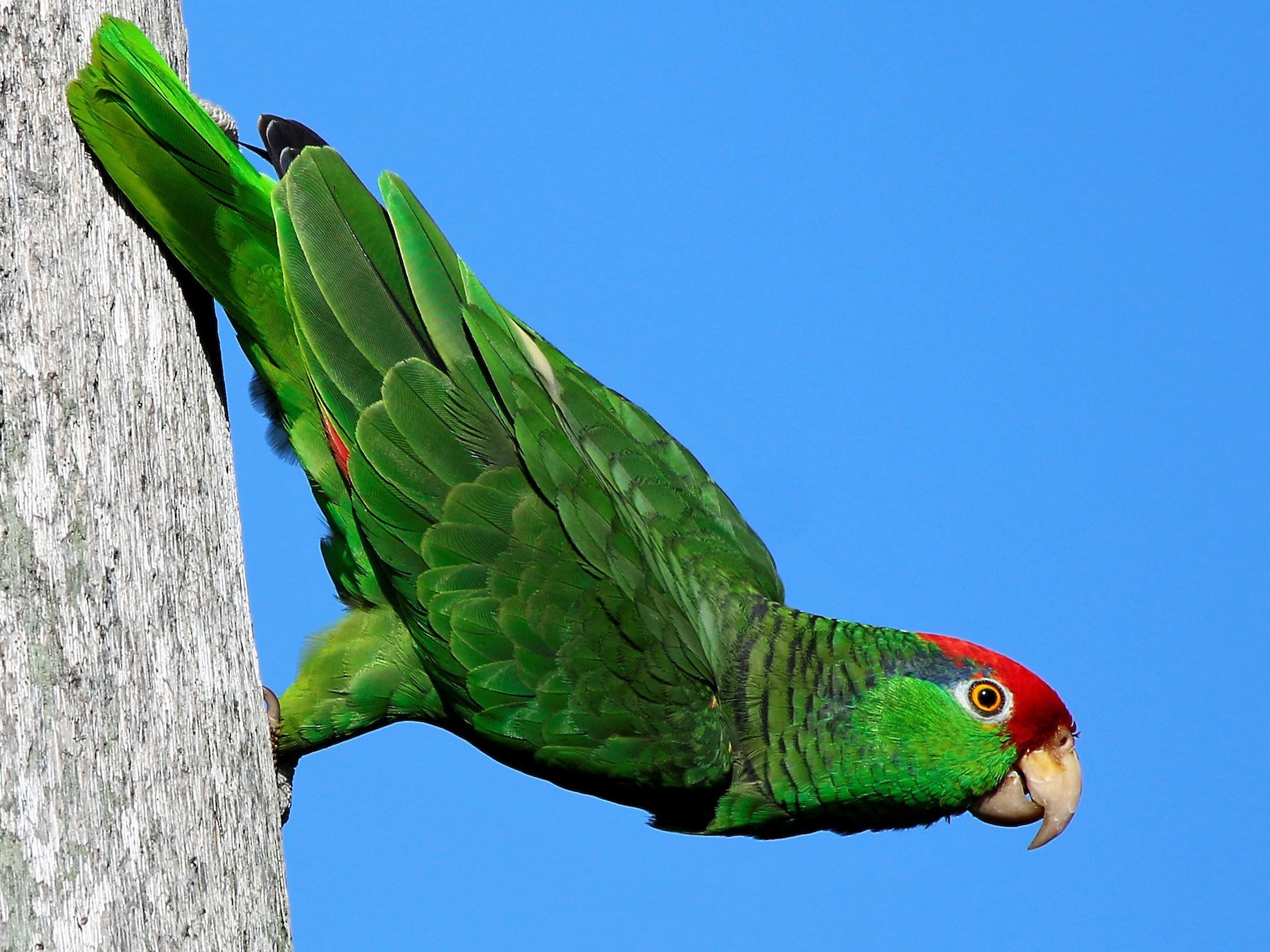 Detail Pic Of Parrot Nomer 24
