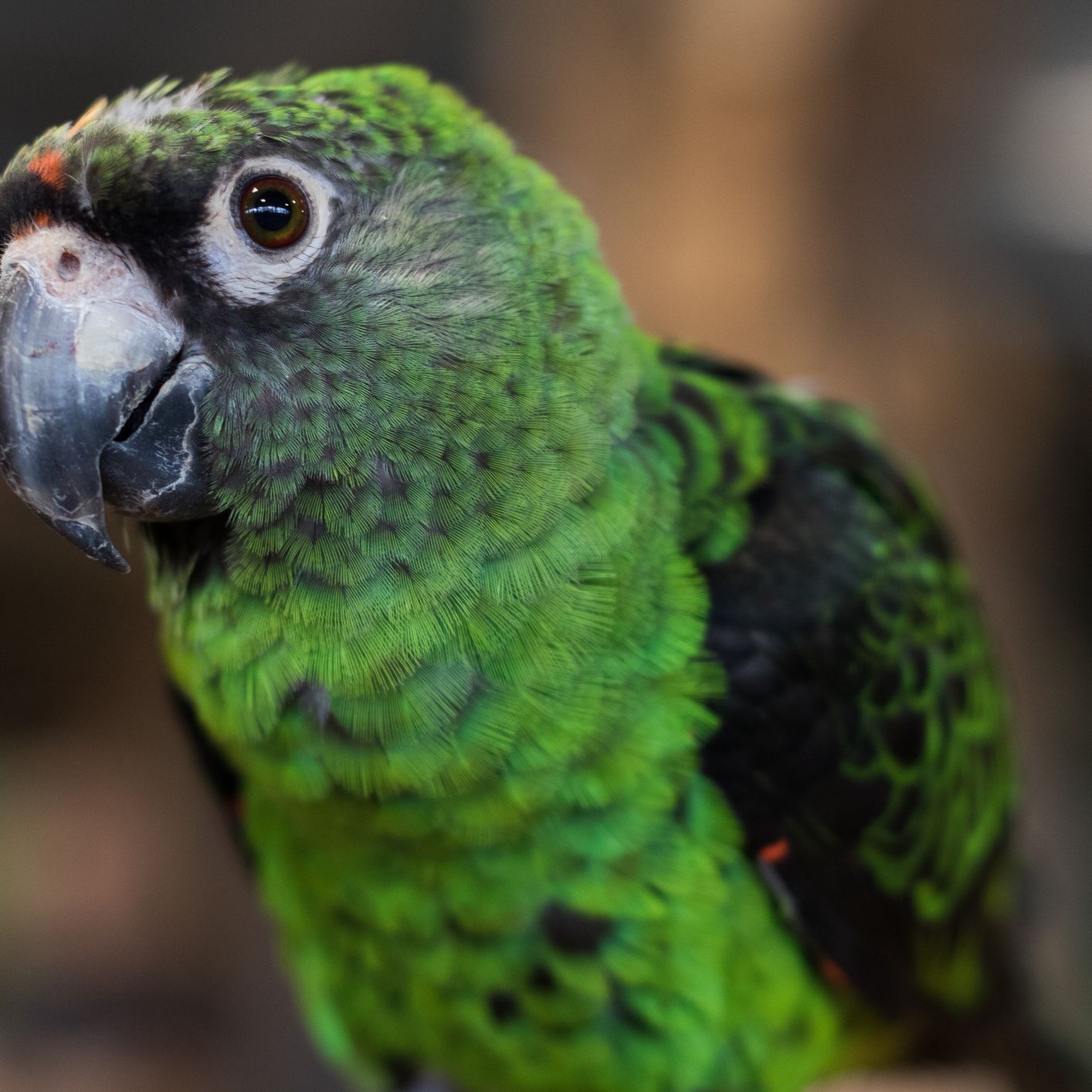 Detail Pic Of Parrot Nomer 26