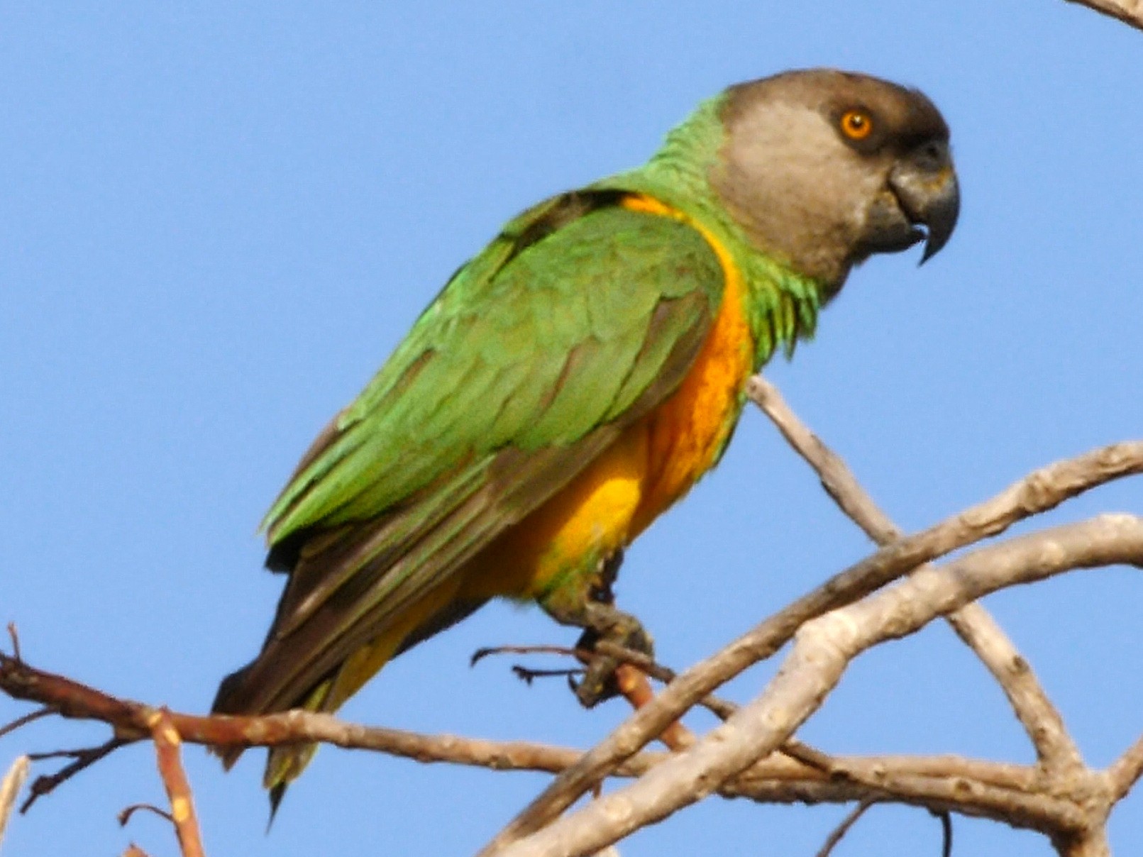 Detail Pic Of Parrot Nomer 29