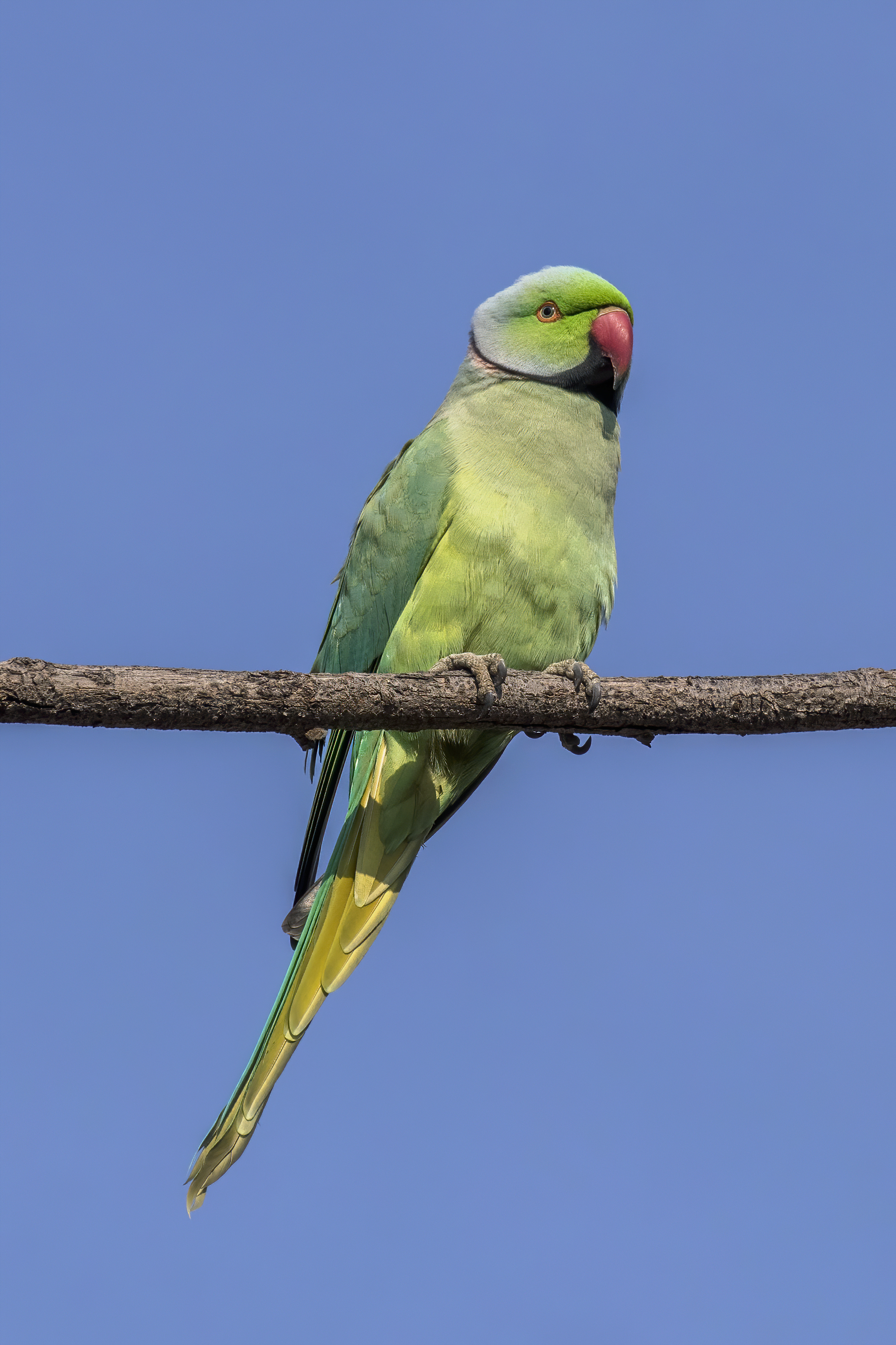 Detail Pic Of Parrot Nomer 4