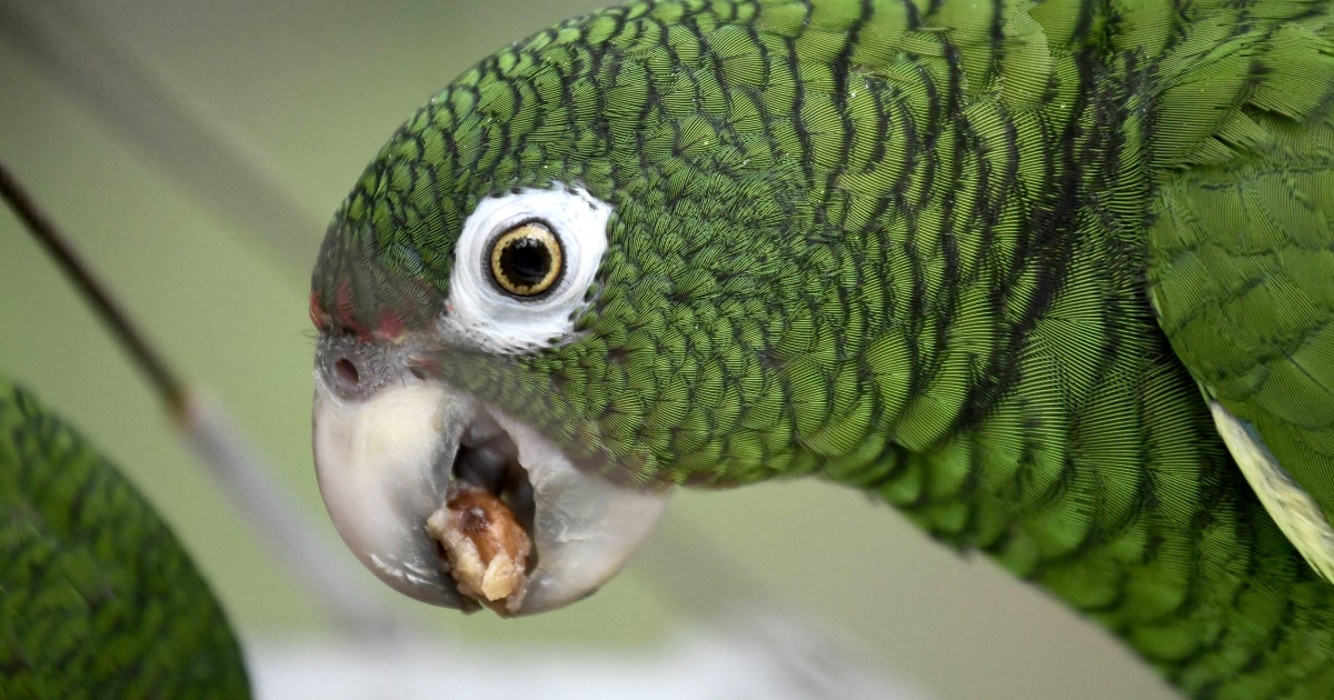 Detail Pic Of Parrot Nomer 32