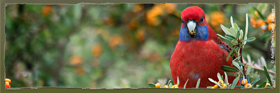 Detail Pic Of Parrot Nomer 33