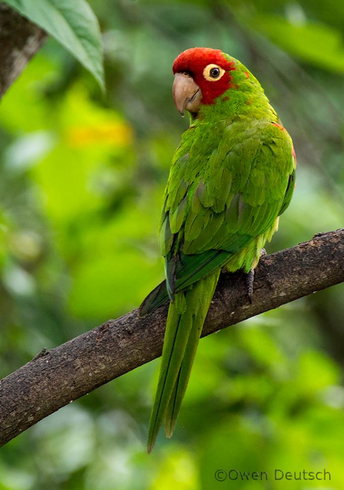 Detail Pic Of Parrot Nomer 34