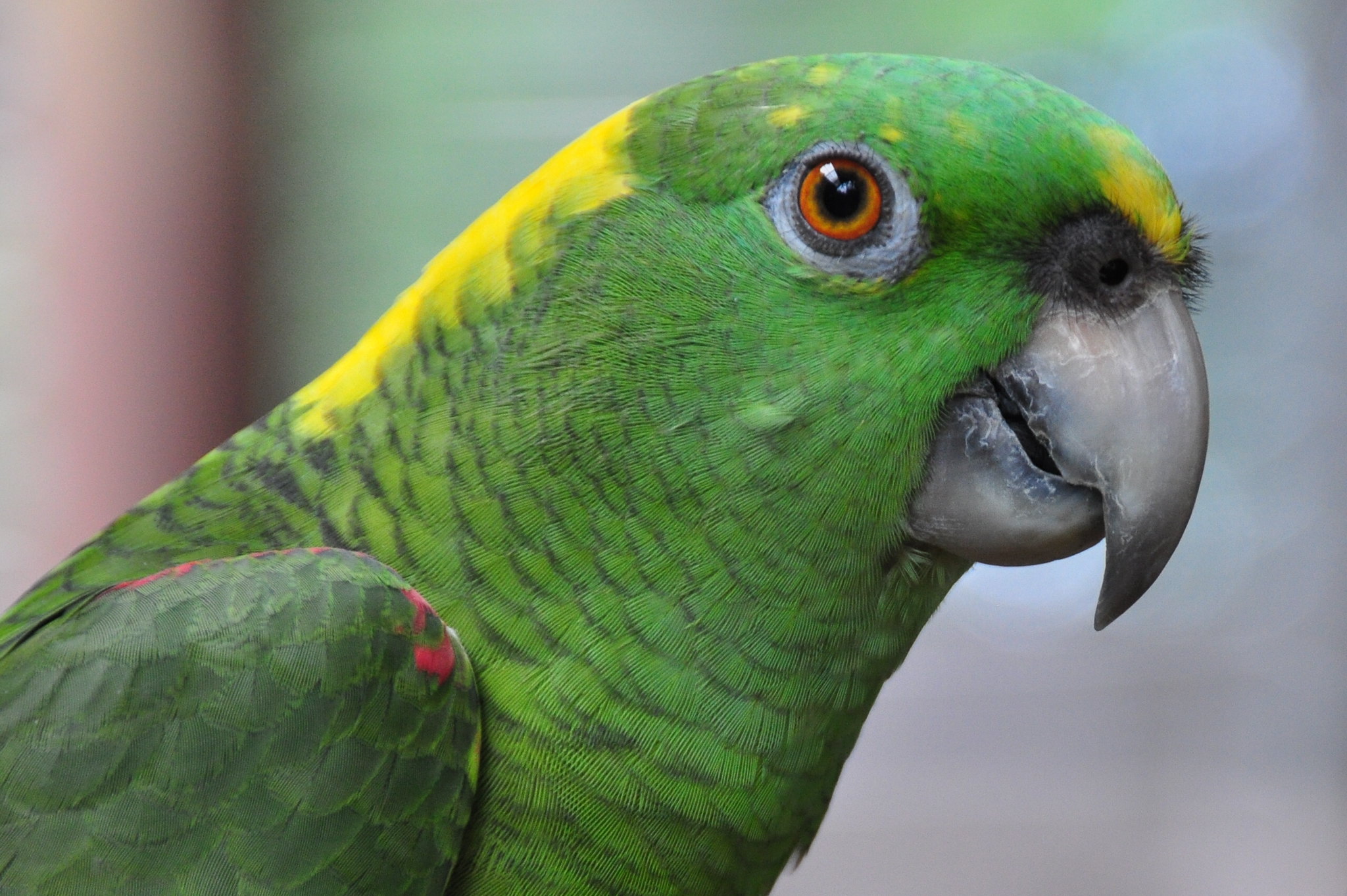 Detail Pic Of Parrot Nomer 39
