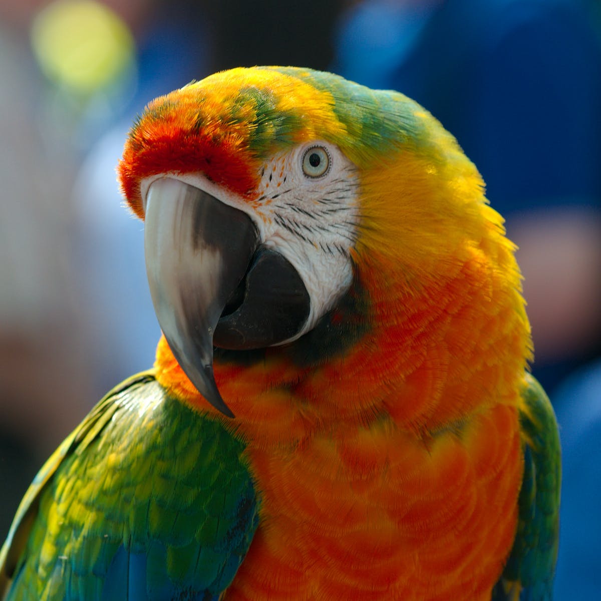 Detail Pic Of Parrot Nomer 42