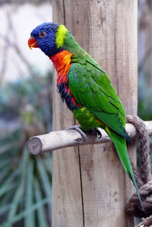Detail Pic Of Parrot Nomer 43